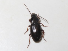 Pterostichus diligens