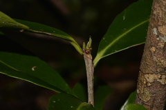 Elaeodendron australe