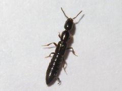Xantholinus longiventris