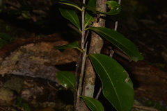 Elaeodendron australe