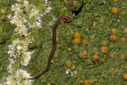 Snake-headed Flatworm, Coffs Harbour NSW, Australia, photo 7 of 10