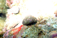 Clanculus flagellatus