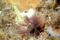 Neovermilia globula