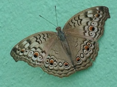 Junonia atlites