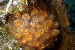 Orange-Throated Ascidian photo 2