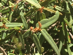 Lasiopetalum ferrugineum
