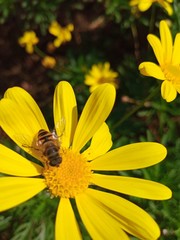 Eristalis cerealis