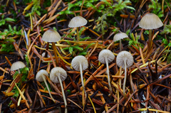 Mycena clavicularis