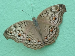 Junonia atlites