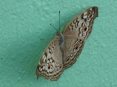 Junonia atlites