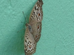 Junonia atlites