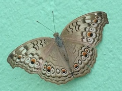 Junonia atlites