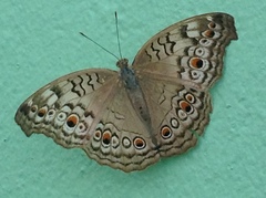 Junonia atlites