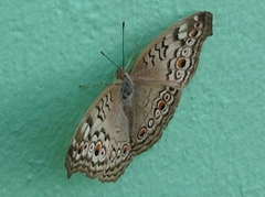 Junonia atlites