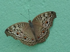 Junonia atlites