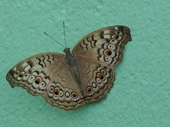 Junonia atlites