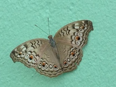 Junonia atlites