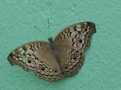 Junonia atlites