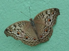 Junonia atlites