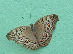 Junonia atlites