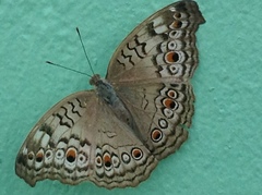 Junonia atlites