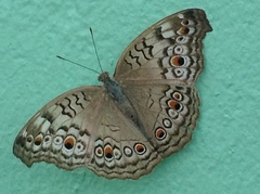 Junonia atlites