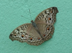 Junonia atlites