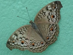 Junonia atlites