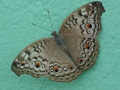 Junonia atlites
