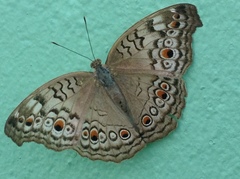 Junonia atlites