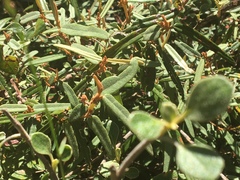 Lasiopetalum ferrugineum