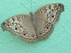 Junonia atlites