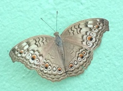 Junonia atlites