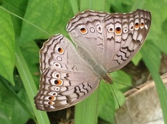 Junonia atlites