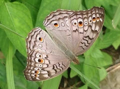 Junonia atlites