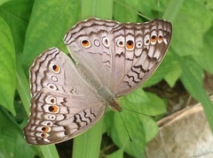 Junonia atlites