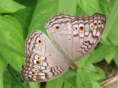Junonia atlites