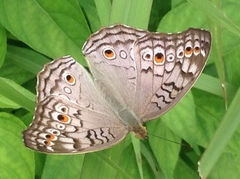 Junonia atlites