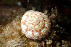Clanculus flagellatus
