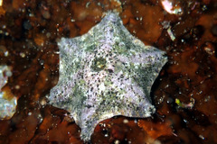 Meridiastra occidens