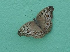 Junonia atlites