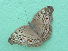 Junonia atlites