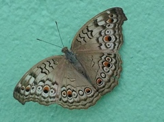 Junonia atlites