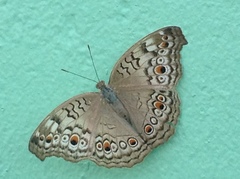 Junonia atlites