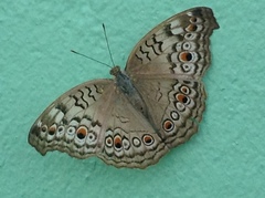 Junonia atlites