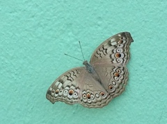 Junonia atlites