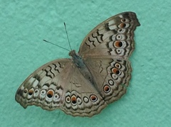 Junonia atlites