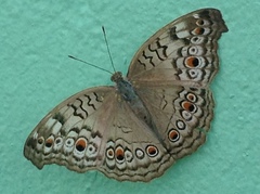 Junonia atlites