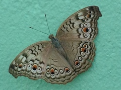 Junonia atlites