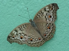 Junonia atlites